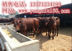 新縣肉牛養(yǎng)殖 市場(chǎng)分析與利潤(rùn)前景展望